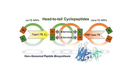 A Tale of Penicillin-Binding Protein Specialized for Peptide Cyclization