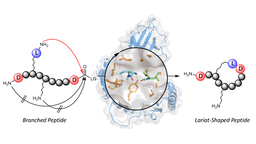 Switching the Cyclization Mode: Chemoenzymatic Synthesis of Lariat Lipopeptides