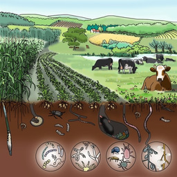 The dark side of nature and the bright side of life