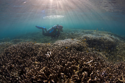 This Friday - Anna and the Thresher Shark - Free Film Screening and Live Q and A 