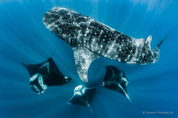 Certificate in Conservation Standards Project Management and Design