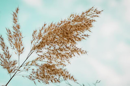 Apply NOW: Learning Experience Designer at The School of Wildlife Conservation, African Leadership University