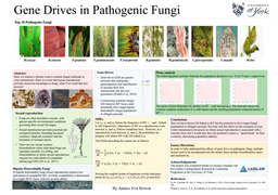 Gene Drives in Pathogenic Fungi