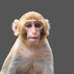 Pet primates across Asia - your input needed!