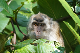 International Macaque Week is coming soon! Do you have IMW plans? 