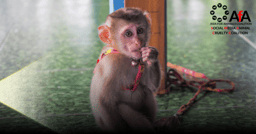 The cruelty you don't see: The suffering of pet macaques for social media content
