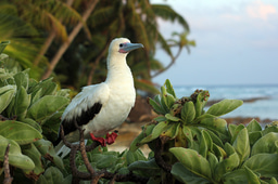 Job: Healthy Islands, Healthy Reefs Programme Manager