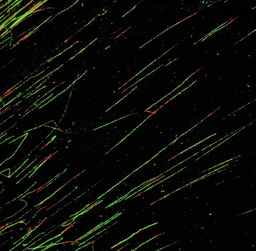 Mdm4, the little brother of Mdm2, and its effect on DNA replication