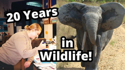From Flour Beetles to Forest Elephants: My 20 Year Wildlife Career