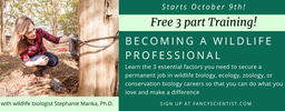 Laying the Foundations of a PAID Wildlife Career: Becoming a Wildlife Professional Training 1