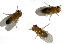 Flies adjust their behaviour according to group size: can they count?
