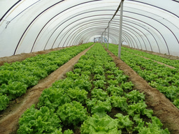 Crop plants are taking up microplastics