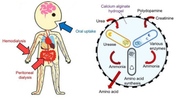 A microbial cocktail for eliminating nitrogenous wastes of kidney failure