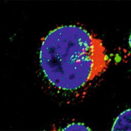 HIV-1 Vpu: a tricky modulator of the DNA repair machinery
