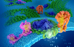 Visualizing the natural photosynthetic machinery under microscope