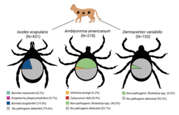 Studying the Purr-sistence of Ticks
