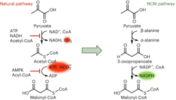 Beyond natural pathway: an artificial pathway for malonyl-CoA biosynthesis
