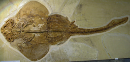 The consistent skull of flat shark