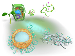 New water treatment materials inspired by plants