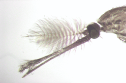 Anopheles swarming pheromone: The short story of dancing male mosquitoes 