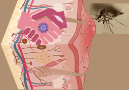 Human Skin: A Semi-Smart Tele-communication Tool for Viral Transmission