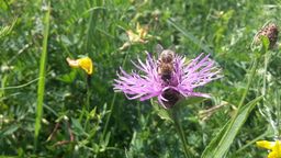 The Pollination Time Bomb: Land use change disrupts wild plant pollination