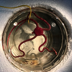 Hot topic: The evolution of thermal tolerance