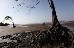 How to increase knowledge about aquatic mammals in the Amazon and in the largest Delta in the Americas?