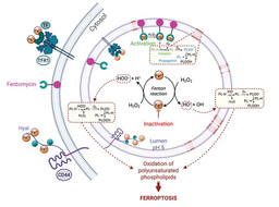 Ferroptosis initiation in lysosomes