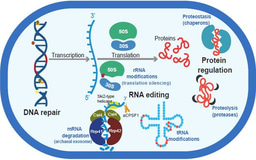 Is RNA editing one of the keys to deep subsurface survival?