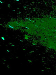 Claim your spot on particles with secondary metabolites