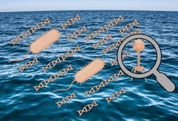 Too big to see: the uncovering of large phage genomes in the world's oceans