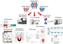 RUNX1 Mutations in the Context of Personalized Approach in Blast Phase Chronic Myeloid Leukemia
