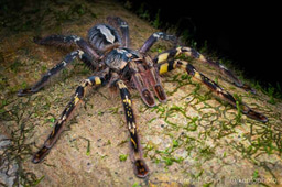 Scraping the web; first steps towards a comprehensive understanding of global arachnid trade