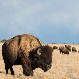 Wildhub Festival Recording: Inclusive Conservation