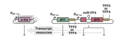 Respecting resource limitations frees genetic circuit design
