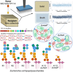 Defining cell surface receptors recognized by conjugative plasmids using high-throughput assays