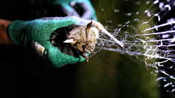 Bats, mice, zoos and noses – the zoonotic origin of rubella virus