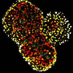 Engineering mini fatty livers for drug discovery