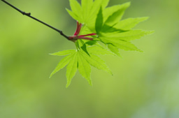 10-year effort in pursuit of a more efficient Ta3N5 photoanode