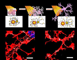 Circularly Polarized Light Transduced by Chiral Nanoassemblies Stimulates Differentiation of Stem Cells.