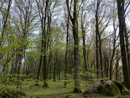 Stand age diversity  - and more than climate change - may affect European forests' resilience and stability