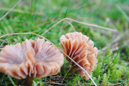 Tips for Conservation Job Applications