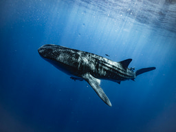 Training the next generation of global conservationists