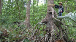 How Can the Voluntary Carbon Market Make a Meaningful Contribution to Protecting Tropical Forests?