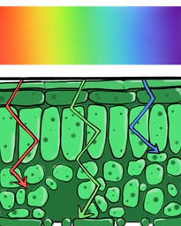 It’s not easy being green: Investigation of states involved with green light absorption in green plants and algae