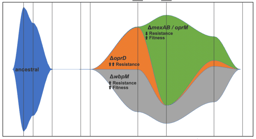 Rapid evolution and host immunity drive the rise and fall of antibiotic resistance during an acute infection