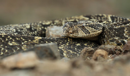 Thermal significance of hidden colors: Insights from the evolutionary history of vipers