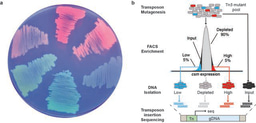 Inverse regulation of CRISPR-Cas and surface-based immunity discriminates plasmids versus phages