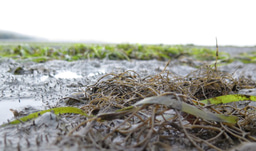 Simulating a biological invasion in the lab: picky seaweeds are poor invaders